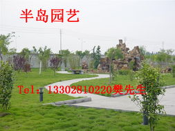 公園桂花樹(shù)裝飾到半島苗木,桂花樹(shù),半島苗木園藝綠化