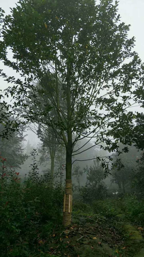 【成都樂(lè)昌含笑價(jià)格,苗圃基地樂(lè)昌含笑供應(yīng)】- 