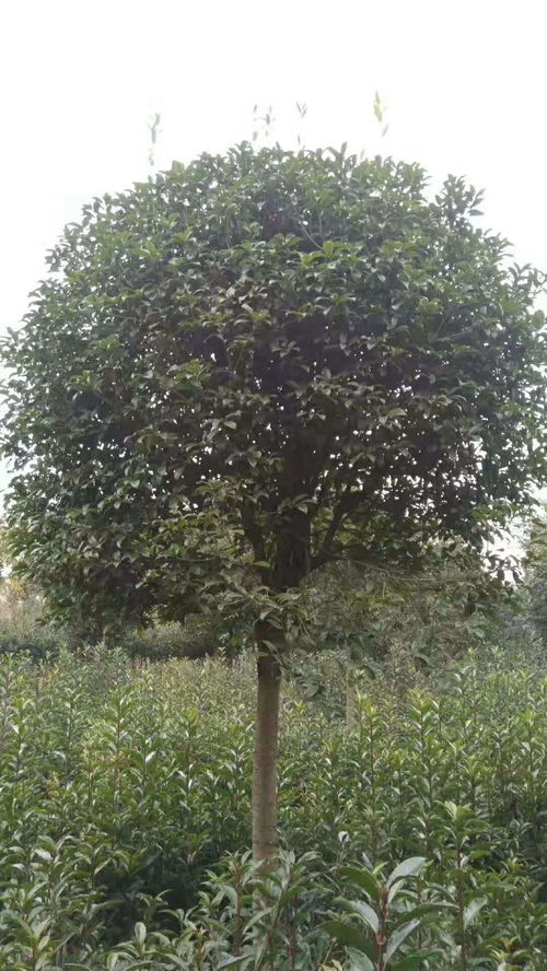 【八月桂種植基地出售,基地直銷(xiāo),物美價(jià)廉】- 