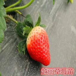 新聞 石門(mén)達(dá)賽草莓苗廠(chǎng)家